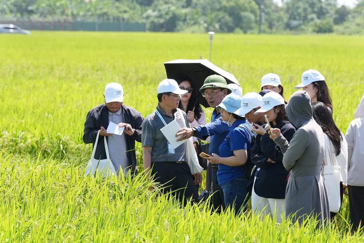 Lúa giảm phát thải: Hiệu quả từ đồng ruộng, cần đầu ra ổn định để phát triển bền vững