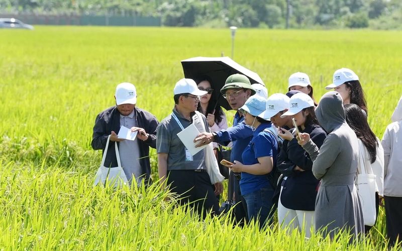 Lúa giảm phát thải: Hiệu quả từ đồng ruộng, cần đầu ra ổn định để phát triển bền vững
