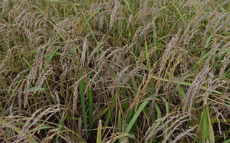BÀI HỌC KINH NGHIỆM TỪ SẢN XUẤT VỤ LÚA MÙA 2026 VỪA QUA